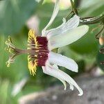 Passiflora biflora Flower