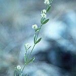 Galium serpenticum Hábito