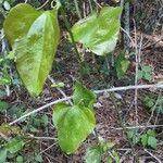 Smilax rotundifolia Habit