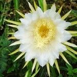 Hylocereus undatusÇiçek