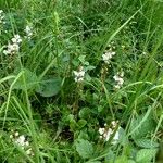 Pyrola rotundifolia Çiçek