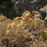 Carlina corymbosa Hábitos