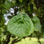 Corylus avellanaBlad