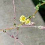 Lactuca serriola Fiore