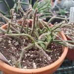 Rhipsalis burchellii葉