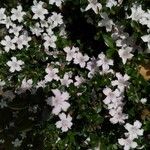 Serissa japonica Hoja