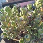 Cotyledon tomentosa Hoja