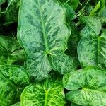 Arum italicum x Arum maculatum Hoja