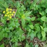 Zizia aurea Flower