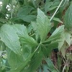 Cyclanthera pedata Leaf