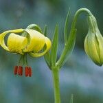 Lilium pyrenaicum Цвят