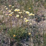 Erigeron compositus Hábito