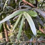 Podocarpus elatus Lehti