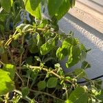 Amaranthus blitum Fulla