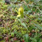 Gagea bohemica Likasa
