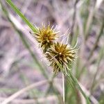 Rhynchospora holoschoenoides Flower