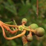 Searsia natalensis Flower