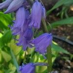 Hyacinthoides non-scriptaЦветок