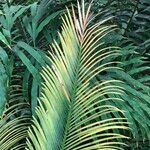 Cycas panzhihuaensis 形態