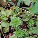 Saxifraga praetermissa Leaf