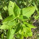 Mirabilis longiflora পাতা