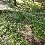 Abies homolepis Leaf