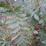 Rhus coriaria Лист