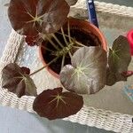 Begonia erythrophylla Yaprak