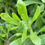 Dimorphotheca fruticosa Blad