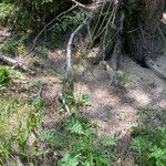 Cirsium tuberosum Habitat