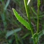 Leucanthemum pallens Foglia