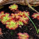 Drosera cuneifolia Habit