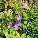 Triodanis perfoliata Flor