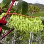 Cunonia macrophylla Φρούτο
