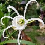 Hymenocallis liriosme फूल