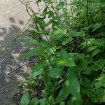 Verbena urticifolia Хабит