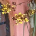 Trichocentrum cebolleta 花