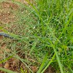 Panicum sumatrense Цвят