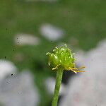 Ranunculus auricomus Fruit