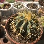 Ferocactus glaucescens Corteccia