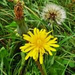 Taraxacum clemens Ffrwyth