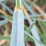 Elymus pungens Blatt