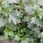 Leucanthemum vulgare Leaf