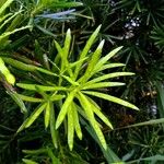 Podocarpus macrophyllus 葉