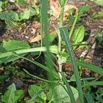 Tragopogon orientalis Leaf