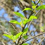 Prunus rivularis Blad