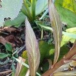 Lobelia cardinalis Leaf