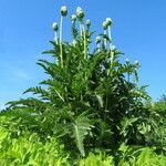 Papaver bracteatum Natur