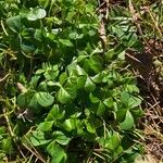 Oxalis debilis Blatt