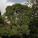 Corymbia ficifolia Habit